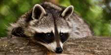 raccoon