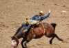 Exciting rodeo scene at Calgary Stampede with cowboy performing on a bucking horse.