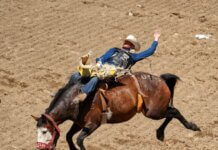 Exciting rodeo scene at Calgary Stampede with cowboy performing on a bucking horse.