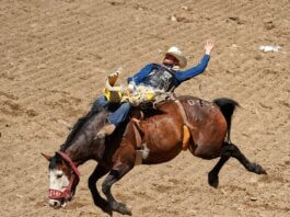 Exciting rodeo scene at Calgary Stampede with cowboy performing on a bucking horse.