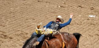 Exciting rodeo scene at Calgary Stampede with cowboy performing on a bucking horse.