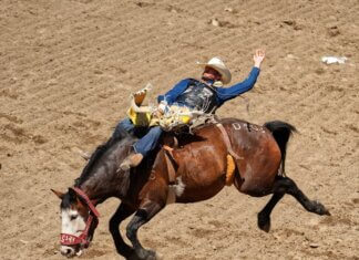 Exciting rodeo scene at Calgary Stampede with cowboy performing on a bucking horse.