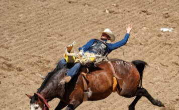 Exciting rodeo scene at Calgary Stampede with cowboy performing on a bucking horse.