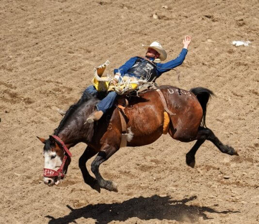 Exciting rodeo scene at Calgary Stampede with cowboy performing on a bucking horse.