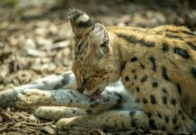 Британская Колумбия запретила разведение и будущее владение экзотическими кошками