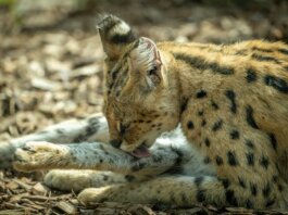 Британская Колумбия запретила разведение и будущее владение экзотическими кошками