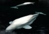 Marineland просит у федерального правительства $10–20 млн на вывоз белух в США