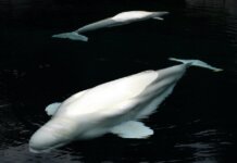 Marineland просит у федерального правительства $10–20 млн на вывоз белух в США