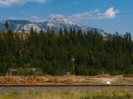Британская Колумбия выделила $20,8 млн на поддержку лесных работников