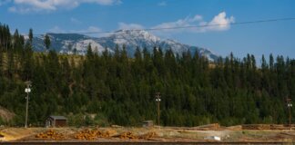 Британская Колумбия выделила $20,8 млн на поддержку лесных работников