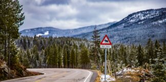 Ньюфаундленд инвестирует $6 млн в ограждения от лосей на автотрассах