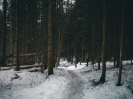 Три популярных парка Британской Колумбии вводят пропускную систему с мая