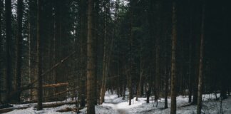 Три популярных парка Британской Колумбии вводят пропускную систему с мая