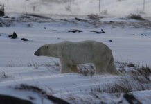 В Ньюфаундленде и Лабрадоре сохраняется активность белых медведей