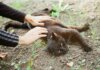 Домашние кошки на свободном выгуле переносят столько же болезней, сколько дикие