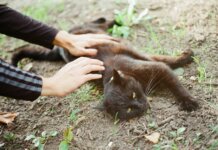 Домашние кошки на свободном выгуле переносят столько же болезней, сколько дикие Домашние кошки на свободном выгуле переносят столько же болезней, сколько дикие