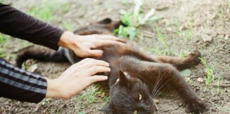 Домашние кошки на свободном выгуле переносят столько же болезней, сколько дикие