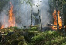 В Лабрадоре открыт сезон лесных пожаров — действуют ограничения на сжигание