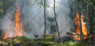 В Лабрадоре открыт сезон лесных пожаров — действуют ограничения на сжигание