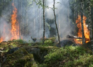 В Лабрадоре открыт сезон лесных пожаров — действуют ограничения на сжигание В Лабрадоре открыт сезон лесных пожаров — действуют ограничения на сжигание