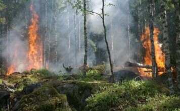 В Лабрадоре открыт сезон лесных пожаров — действуют ограничения на сжигание