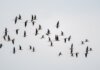 Western University и Birds Canada продлили партнёрство по изучению миграции птиц