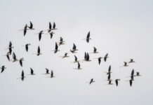Western University и Birds Canada продлили партнёрство по изучению миграции птиц
