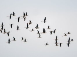 Western University и Birds Canada продлили партнёрство по изучению миграции птиц