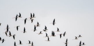 Western University и Birds Canada продлили партнёрство по изучению миграции птиц