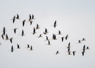 Western University и Birds Canada продлили партнёрство по изучению миграции птиц Western University и Birds Canada продлили партнёрство по изучению миграции птиц