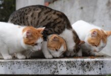 Four domestic cats sharing food outdoors on a stone surface.
