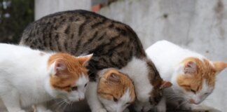 Four domestic cats sharing food outdoors on a stone surface.