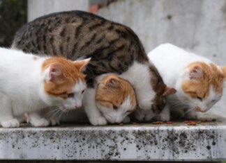 Four domestic cats sharing food outdoors on a stone surface.