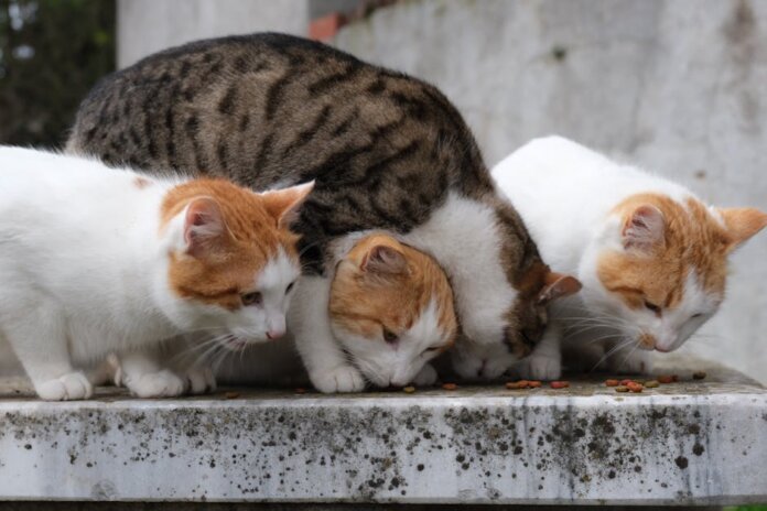 Four domestic cats sharing food outdoors on a stone surface. Four domestic cats sharing food outdoors on a stone surface.