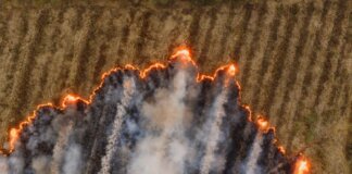 В Ньюфаундленде пройдут учения по расследованию лесных пожаров