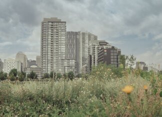 A scenic view of Calgary's skyline with a vibrant meadow in the foreground.