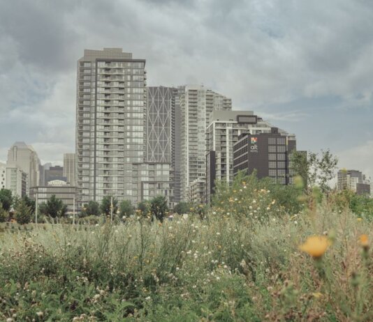 A scenic view of Calgary's skyline with a vibrant meadow in the foreground.