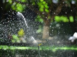 Close-up of a garden sprinkler watering a lush green lawn with sunlight creating sparkling water droplets.
