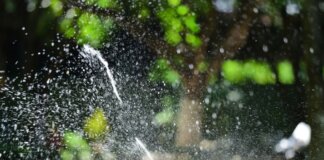 Close-up of a garden sprinkler watering a lush green lawn with sunlight creating sparkling water droplets.