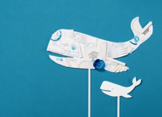 Почему у берегов Ванкувера стало больше китов и как их наблюдать Conceptual image of a whale shape made from recycled plastic on a bright blue background.