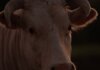 Консерваторы: либералы провалили экспорт канадской говядины Intimate close-up photo of a bull's face with visible horns, taken at dusk on a farm.