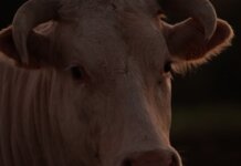 Консерваторы: либералы провалили экспорт канадской говядины Intimate close-up photo of a bull's face with visible horns, taken at dusk on a farm.