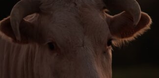 Intimate close-up photo of a bull's face with visible horns, taken at dusk on a farm.
