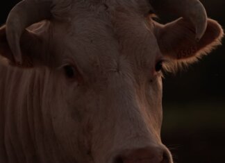 Консерваторы: либералы провалили экспорт канадской говядины Intimate close-up photo of a bull's face with visible horns, taken at dusk on a farm.