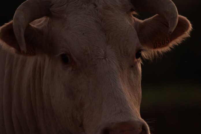 Intimate close-up photo of a bull's face with visible horns, taken at dusk on a farm.