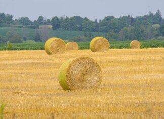Правительство инвестирует в канадский агропродовольственный сектор Serene view of hay bales in a golden field with lush trees in rural Ontario, Canada.