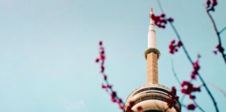 The CN Tower stands tall against a clear blue sky with cherry blossoms framing the view.