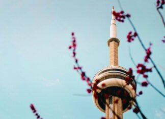 The CN Tower stands tall against a clear blue sky with cherry blossoms framing the view.