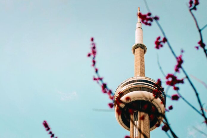 The CN Tower stands tall against a clear blue sky with cherry blossoms framing the view. The CN Tower stands tall against a clear blue sky with cherry blossoms framing the view.