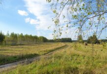 Calgary: где в августе 2026 года установят камеры фотофиксации Tranquil summer landscape with birch trees, open fields, and a winding path.